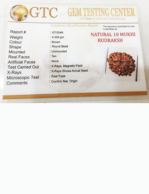 10 Mukhi Certified Rudraksha (Indonesia Origin)